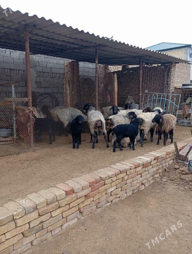 goyun guzly - Чоганлы - img 1