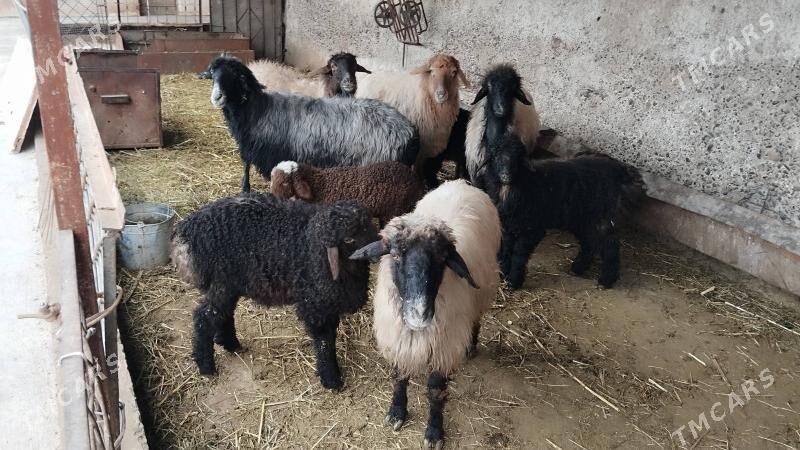 Guzuly goyun - Кака - img 1