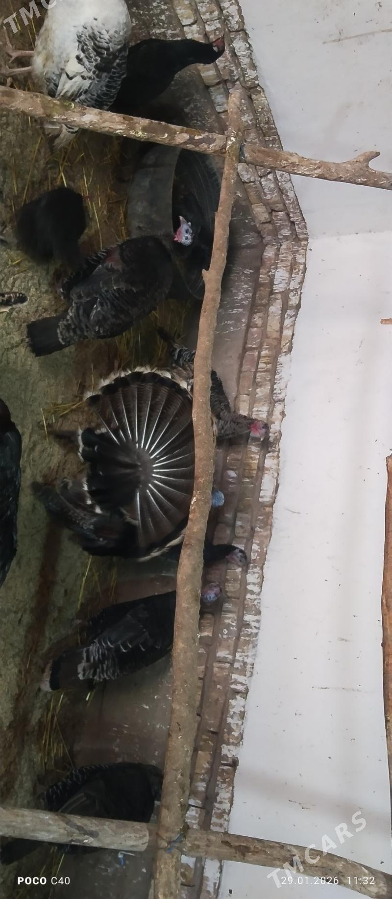 induklar - Şabat etr. - img 1