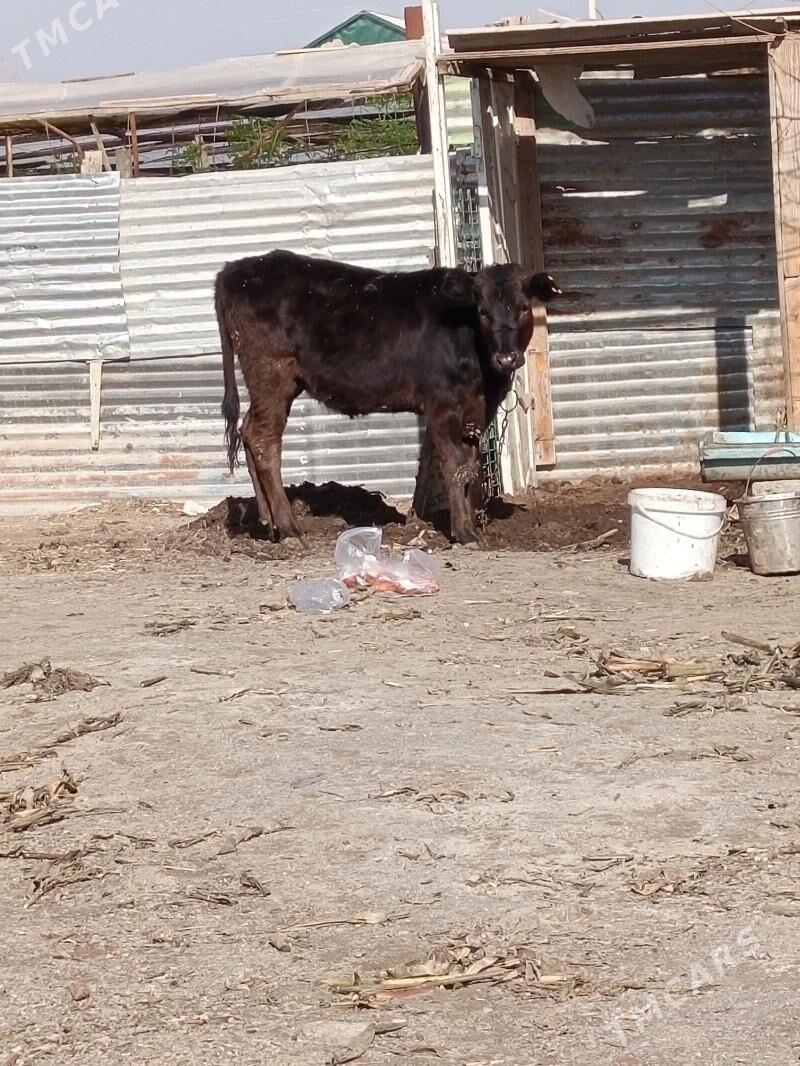 TUWE - Бузмеин - img 1