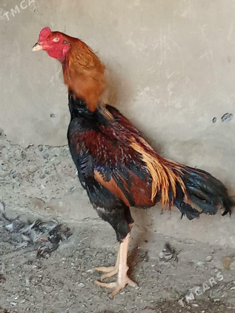 ташкент - Bagyr - img 1