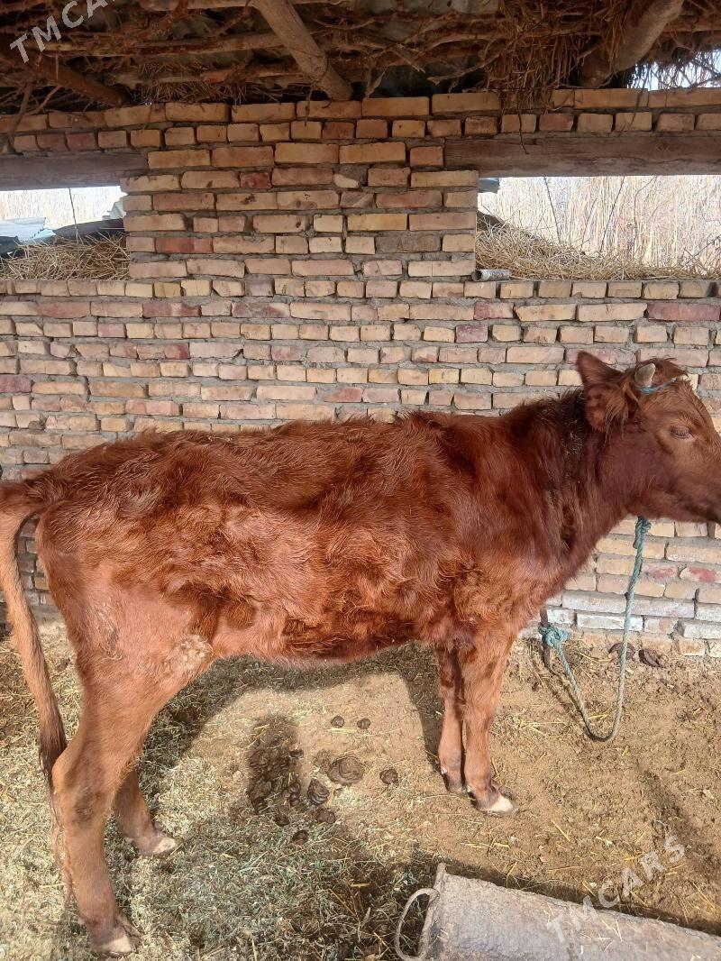 unajyn - Türkmenabat - img 1