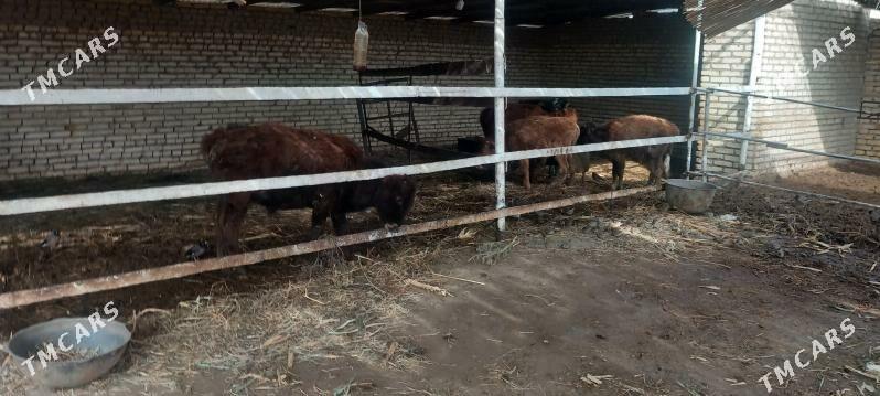 sygyrlar/öküzler - Мары - img 1