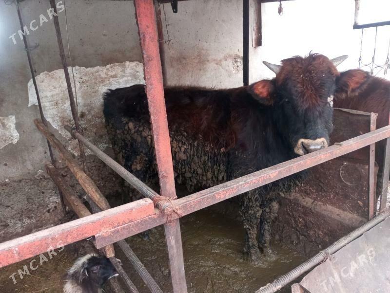 okuz - Бахарден - img 1