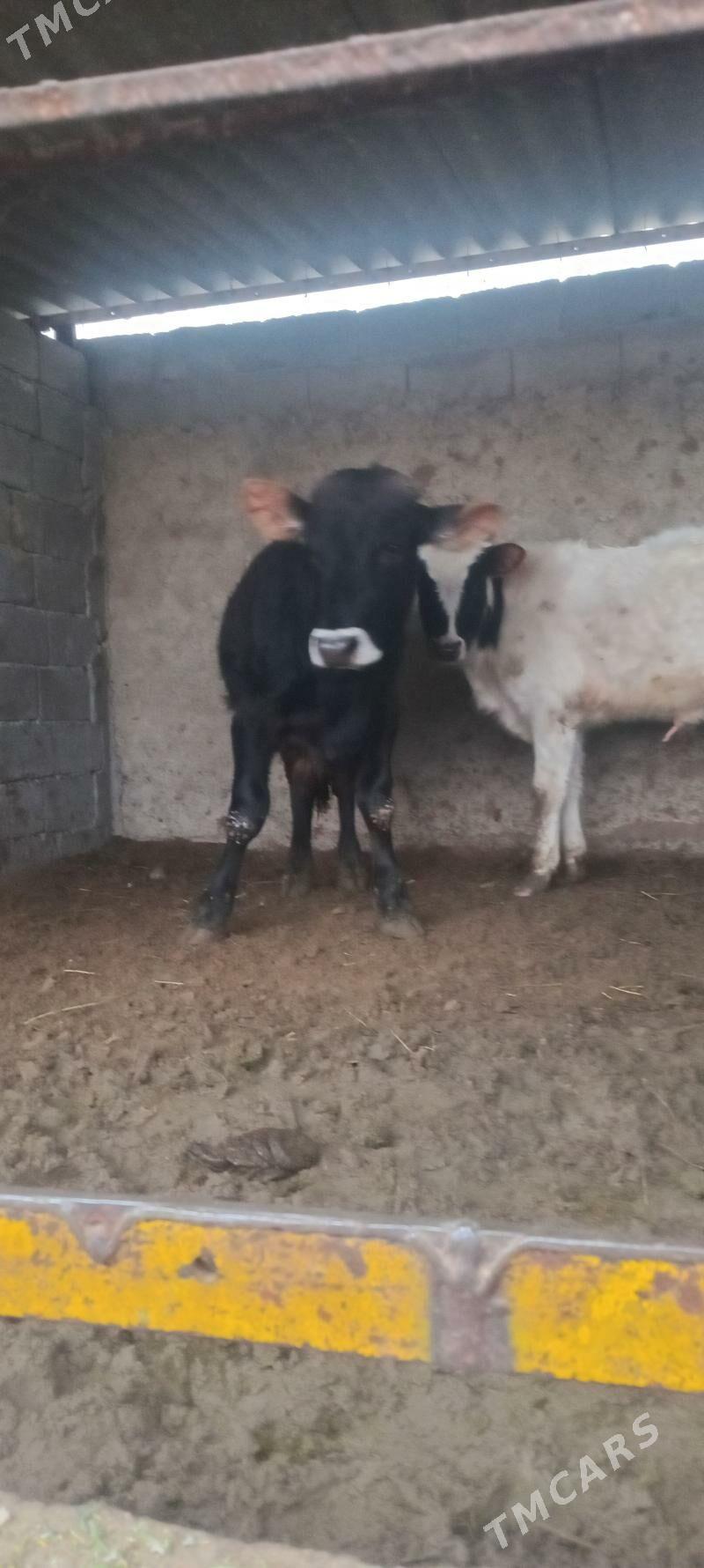 öküz tüwe - Änew - img 1