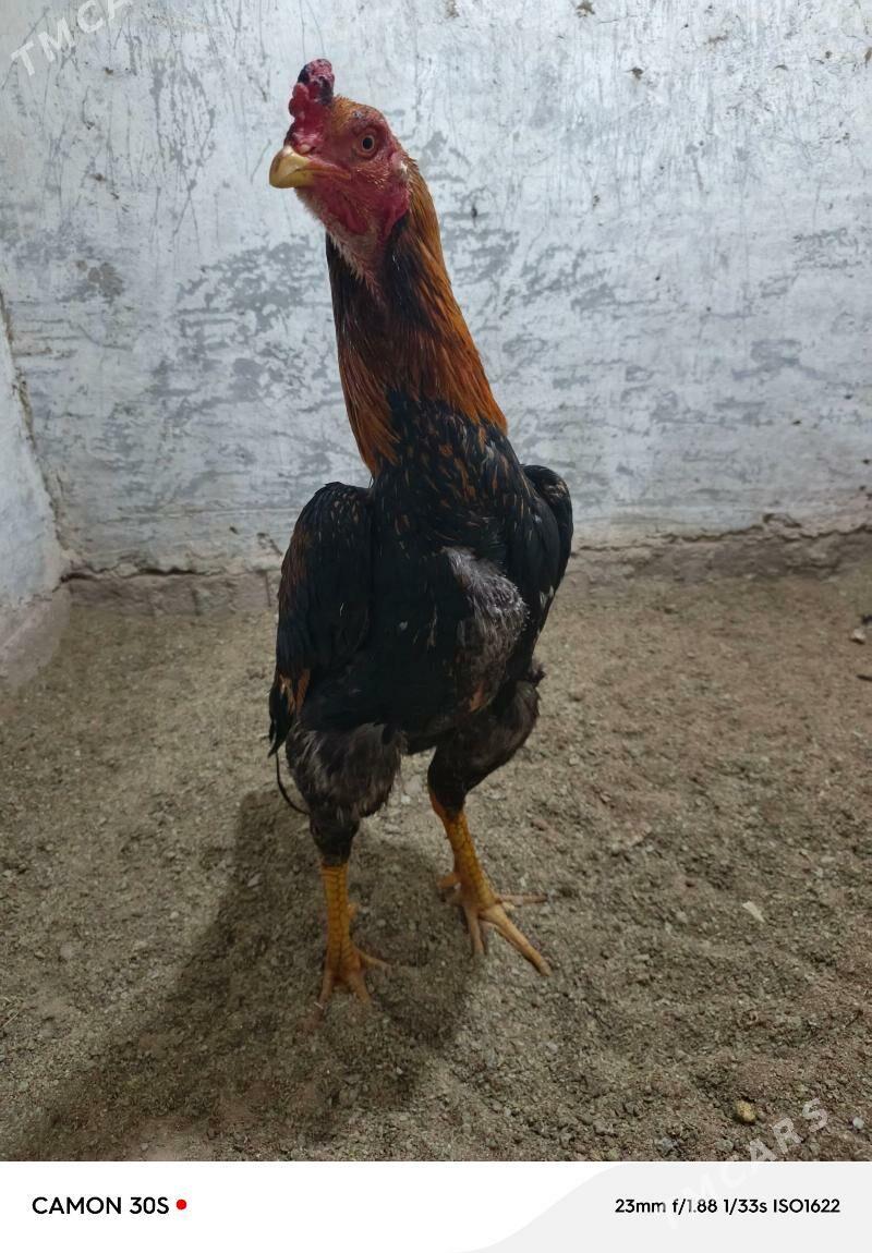 taskent horaz - Gökdepe - img 1