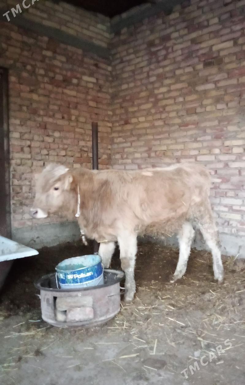 Tohum Öküz Gibrit - Gökdepe - img 1