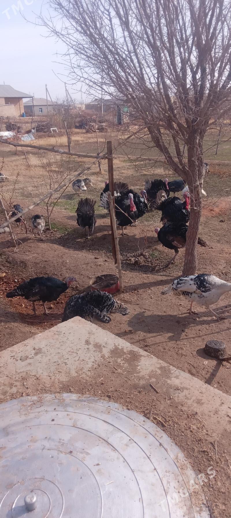 induk - Babadaýhan - img 1