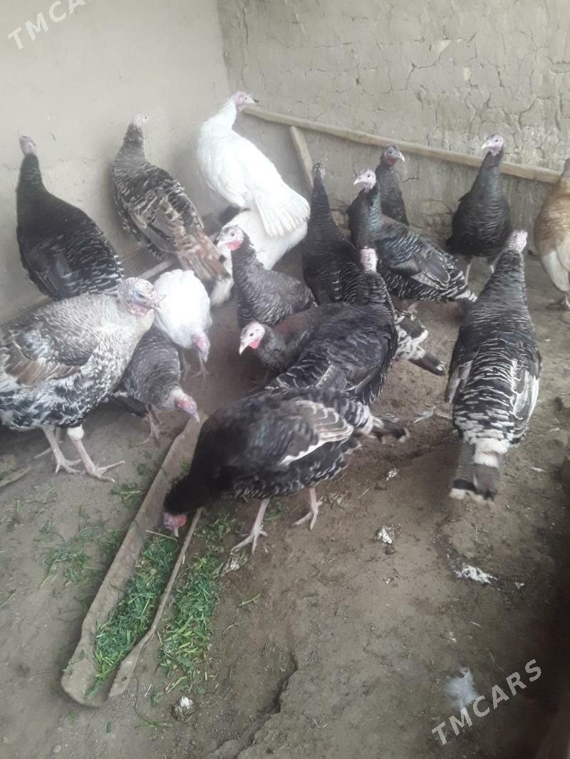 Induk - Mary - img 1