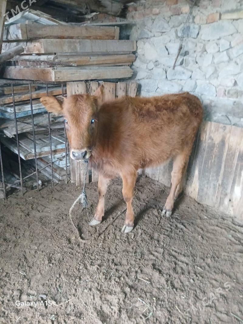 Tuwe - Bäherden - img 1