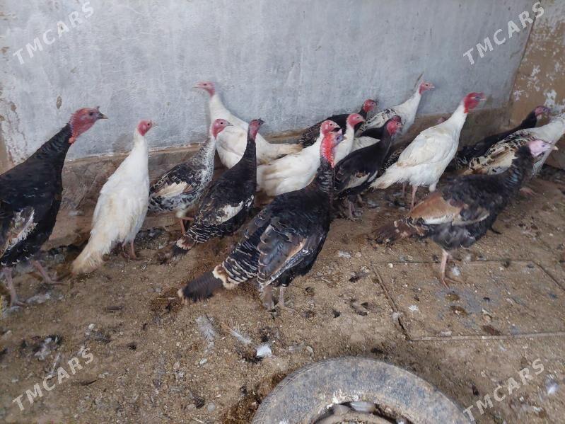 induk - Tejen - img 1