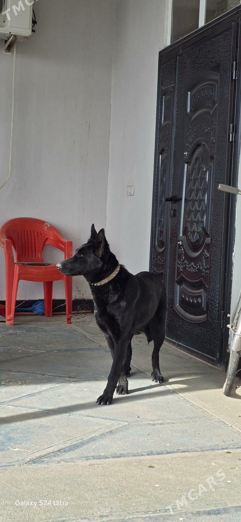 Afçarka Nemetski 1 Yaş - Дянев - img 1