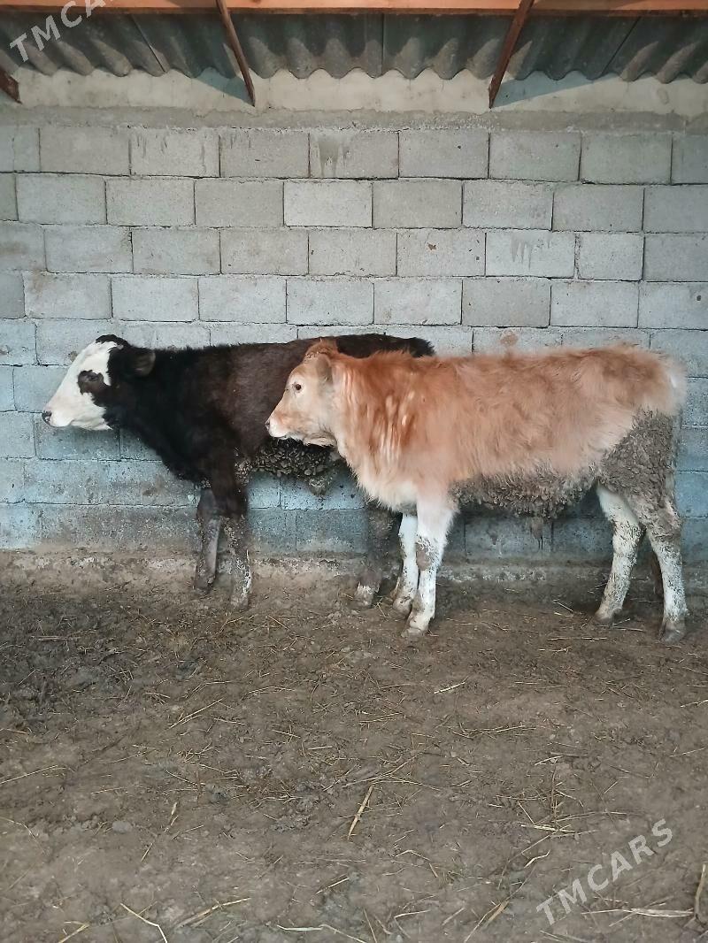 öküz - Гёкдепе - img 1