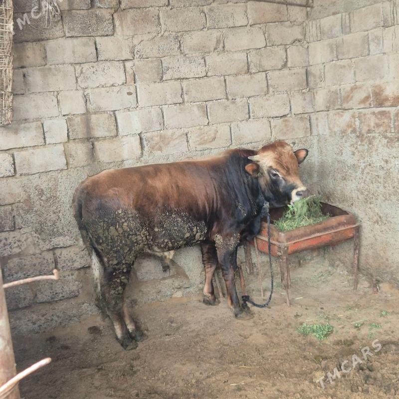 öküz - Яшлык - img 1