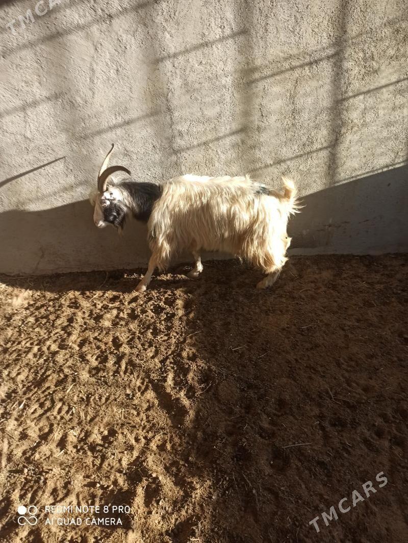 Geci - Туркменбаши - img 1