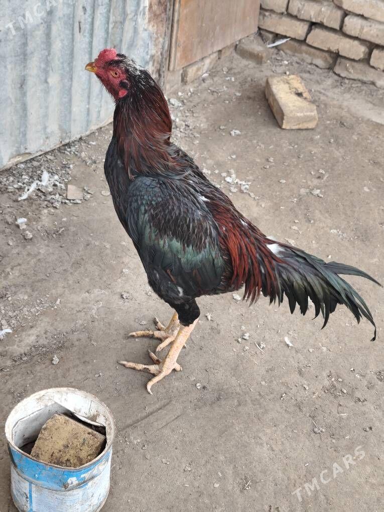 horoz - Мары - img 1