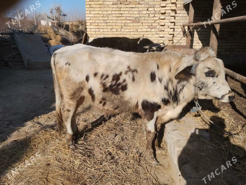 parodny öküz - Чарджоу - img 1