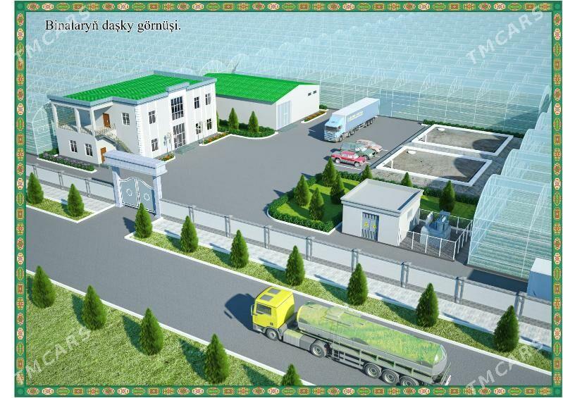 satlyk tiplitsa - Байрамали - img 1