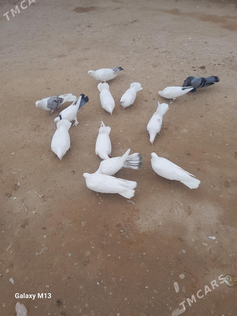 kepderi - Балканабат - img 1