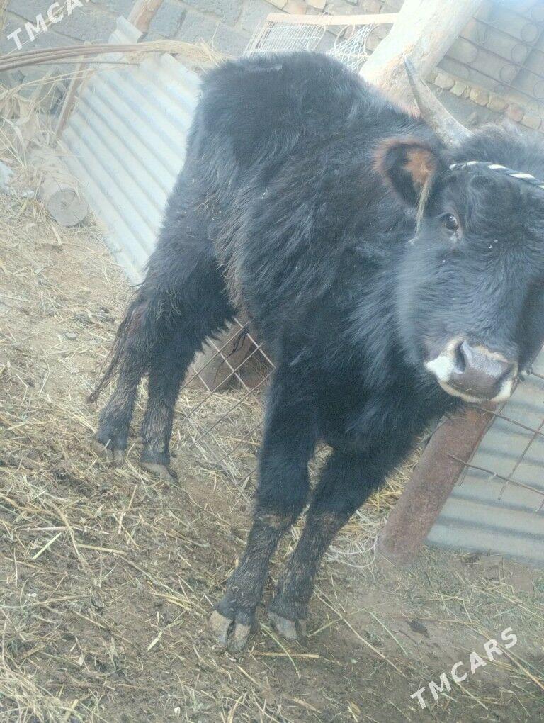 Okuzler - Туркменабат - img 1