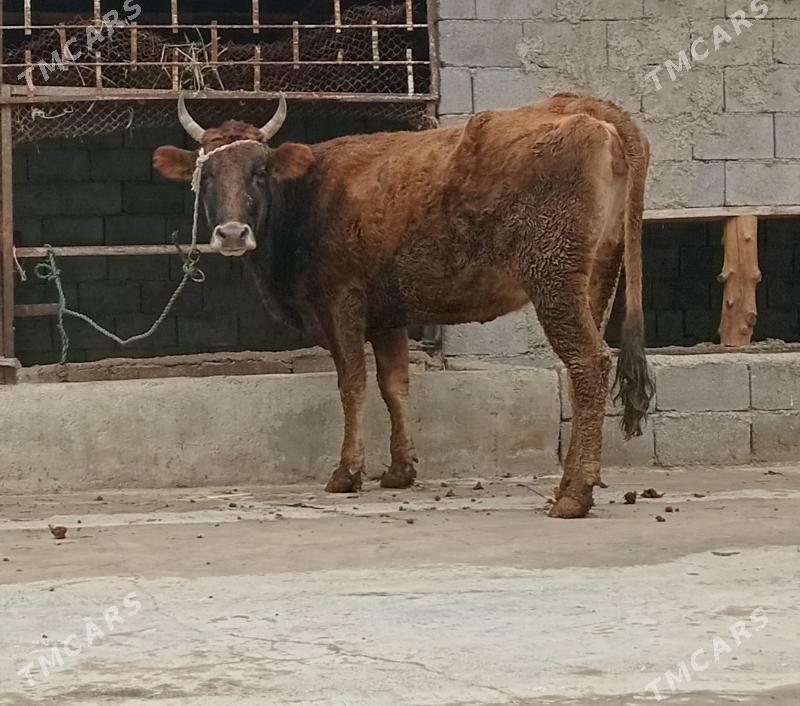 BOGAZ SYGYR - Гёкдепе - img 1