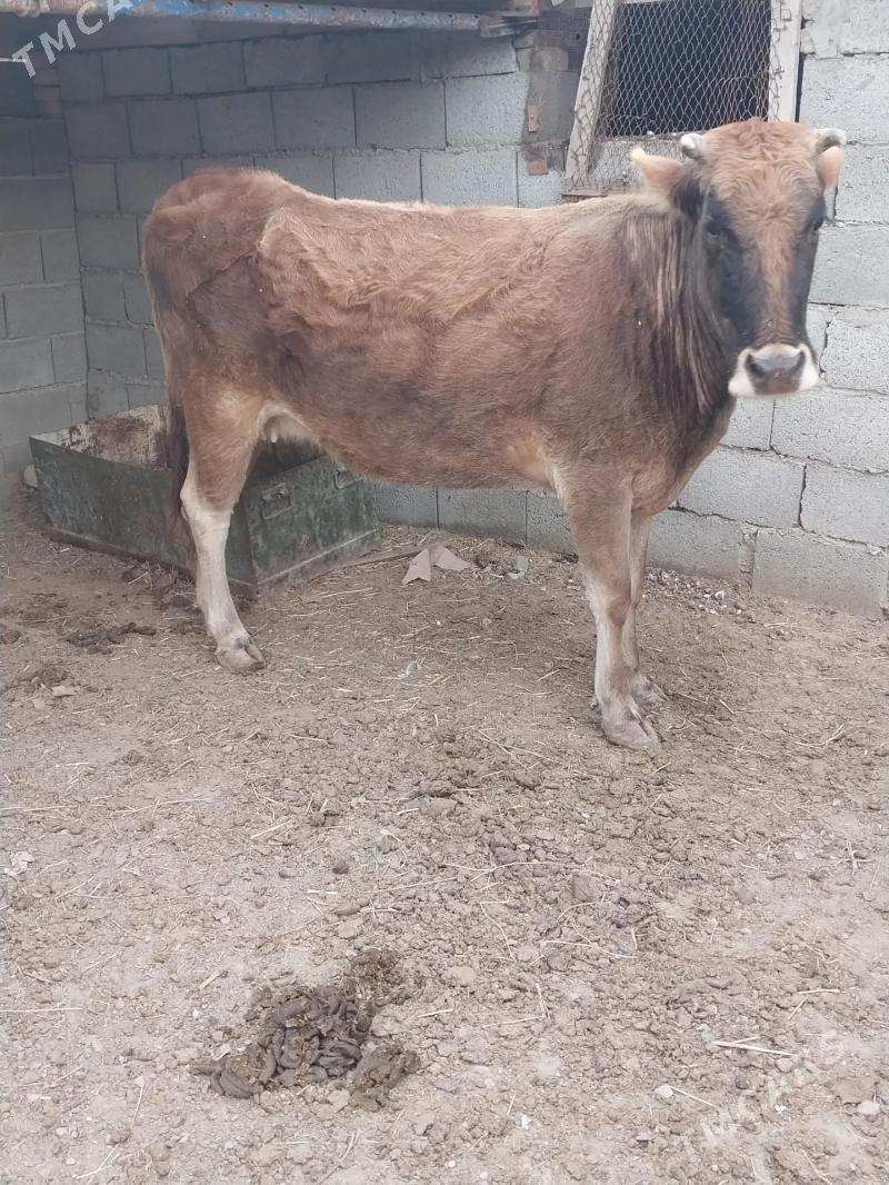 Sygyr - Гумдаг - img 1