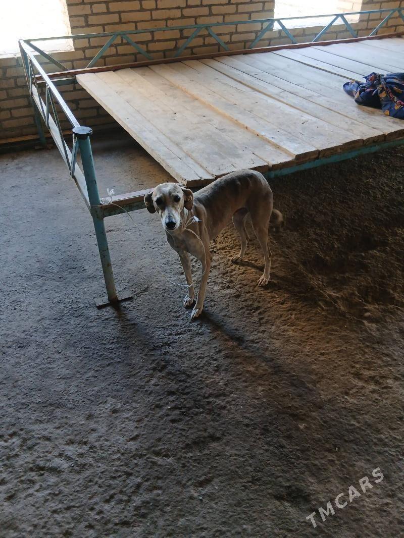 Tazy - Дянев - img 1