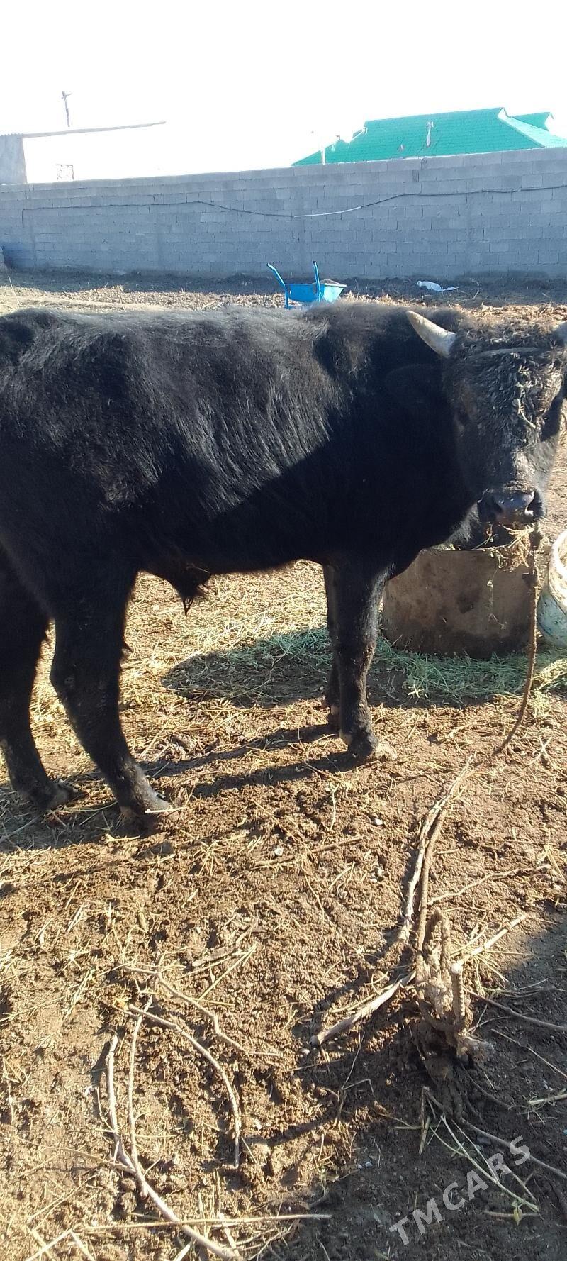 ökuz - Gökdepe - img 1