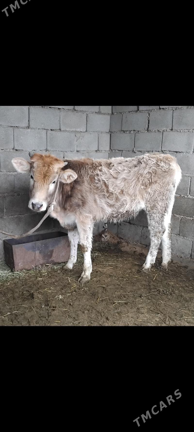 OKUZ TUWE - Aşgabat - img 1