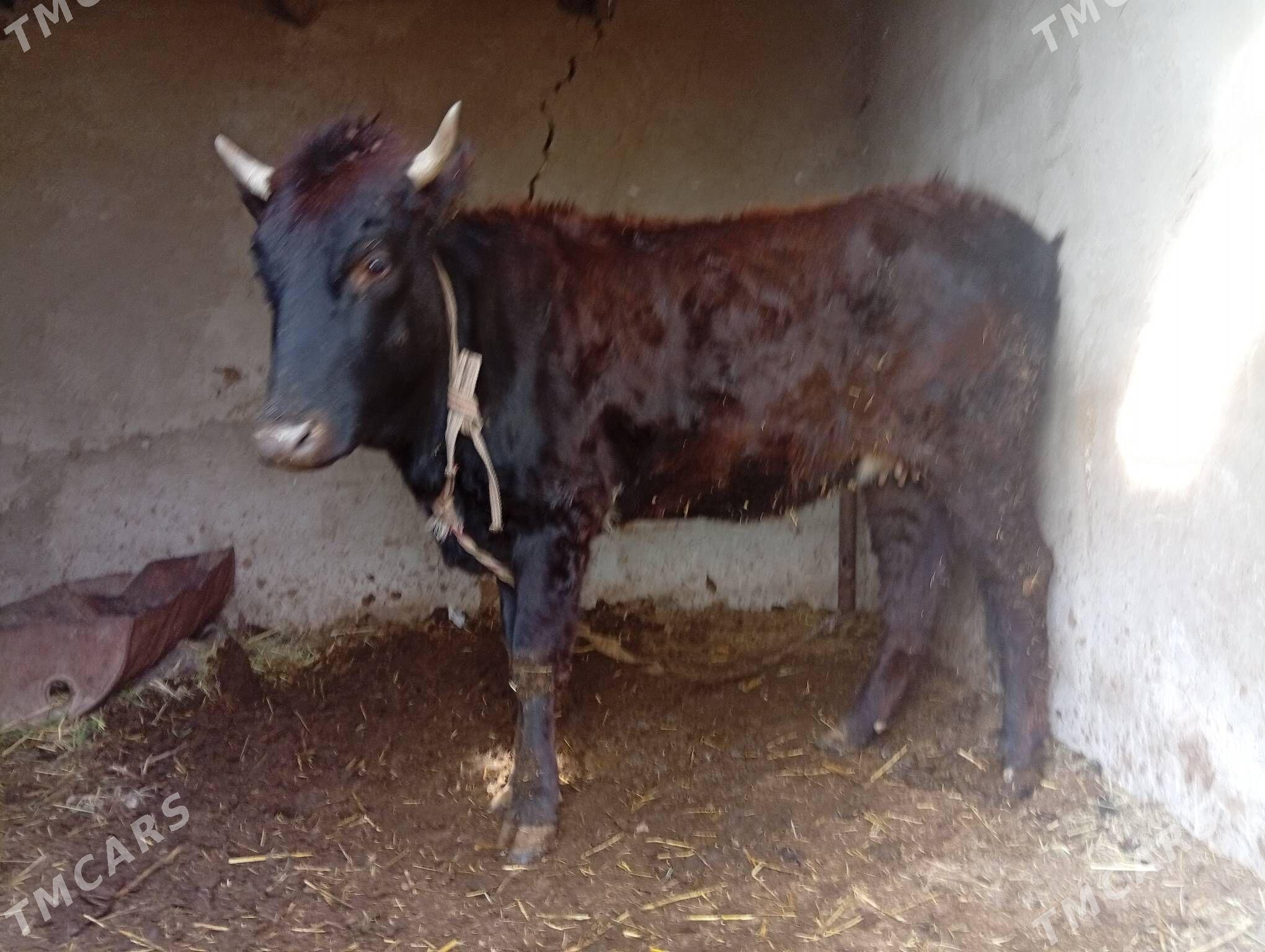 Boğaz sygyrlar - Mary - img 1