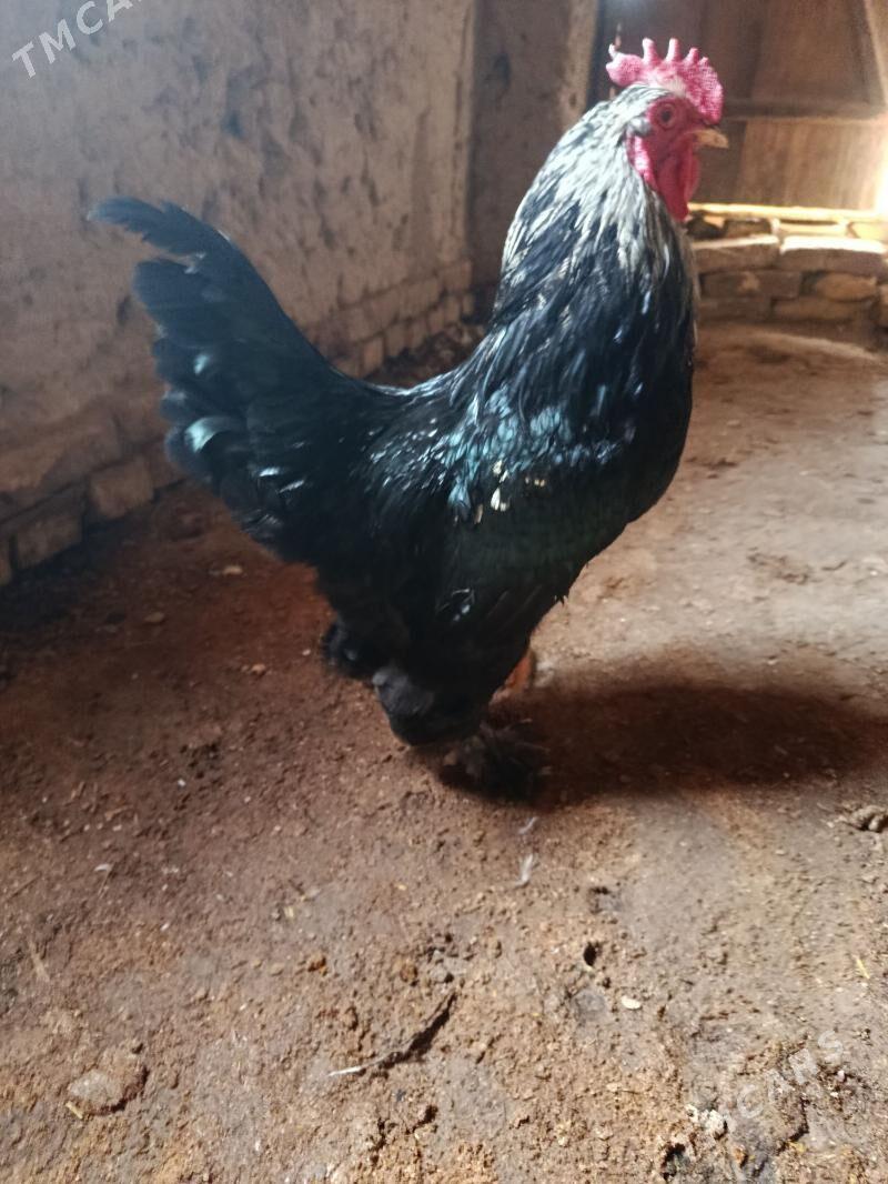 Horaz - Гороглы (Тагта) - img 1