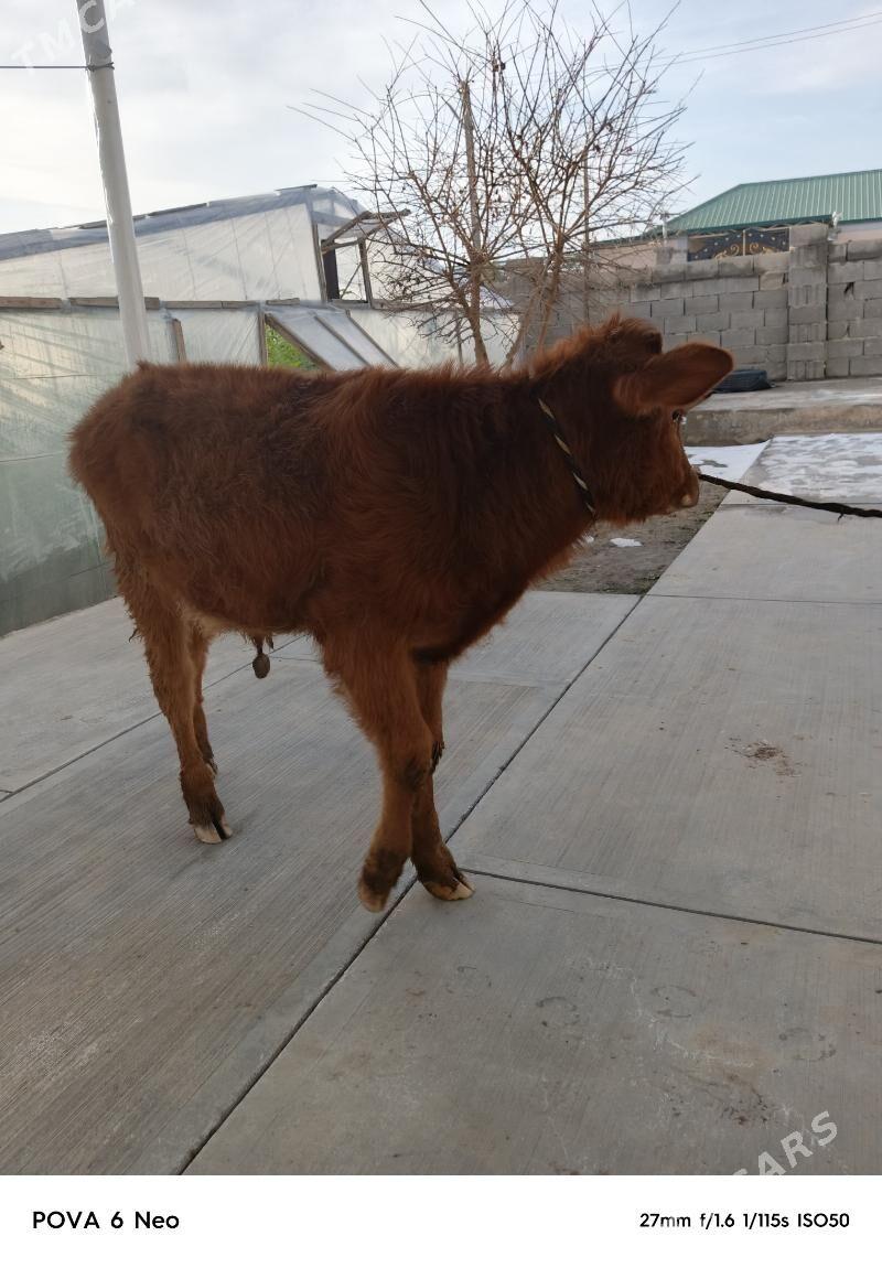 okizce - Херрикгала - img 1