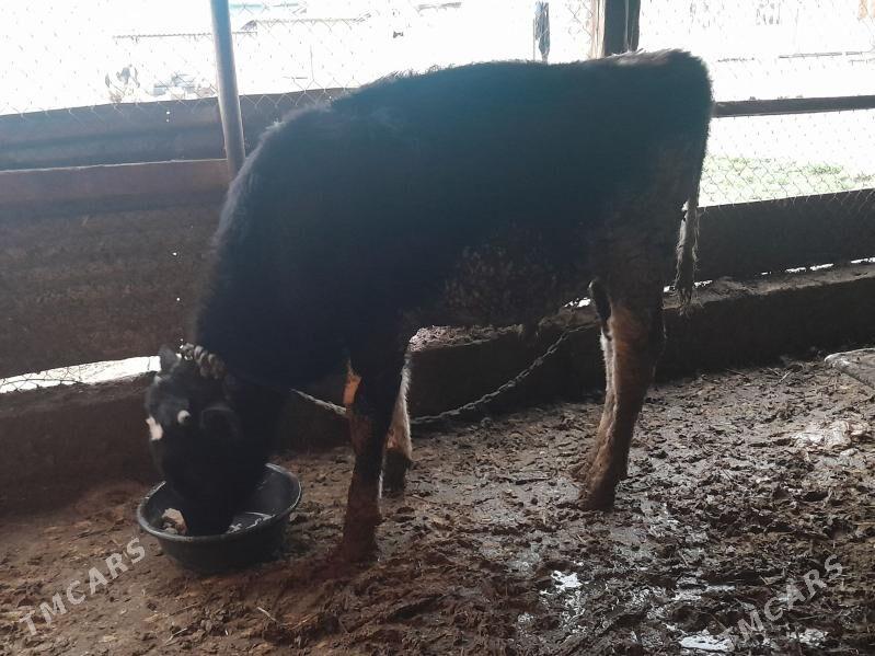 Okuz - Gypjak - img 1