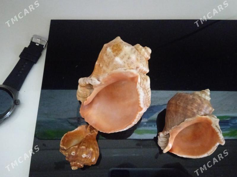 Ракушки морские - Ашхабад - img 1