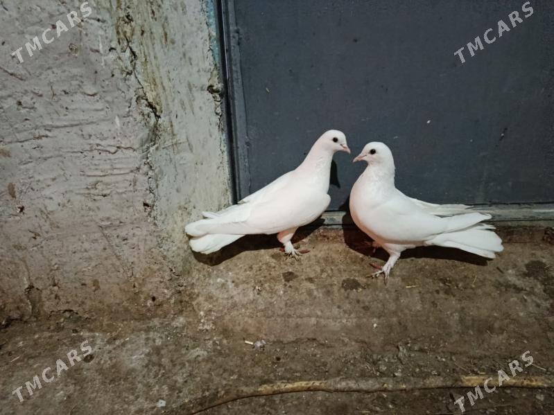 kepderi. - Гызыларбат - img 1