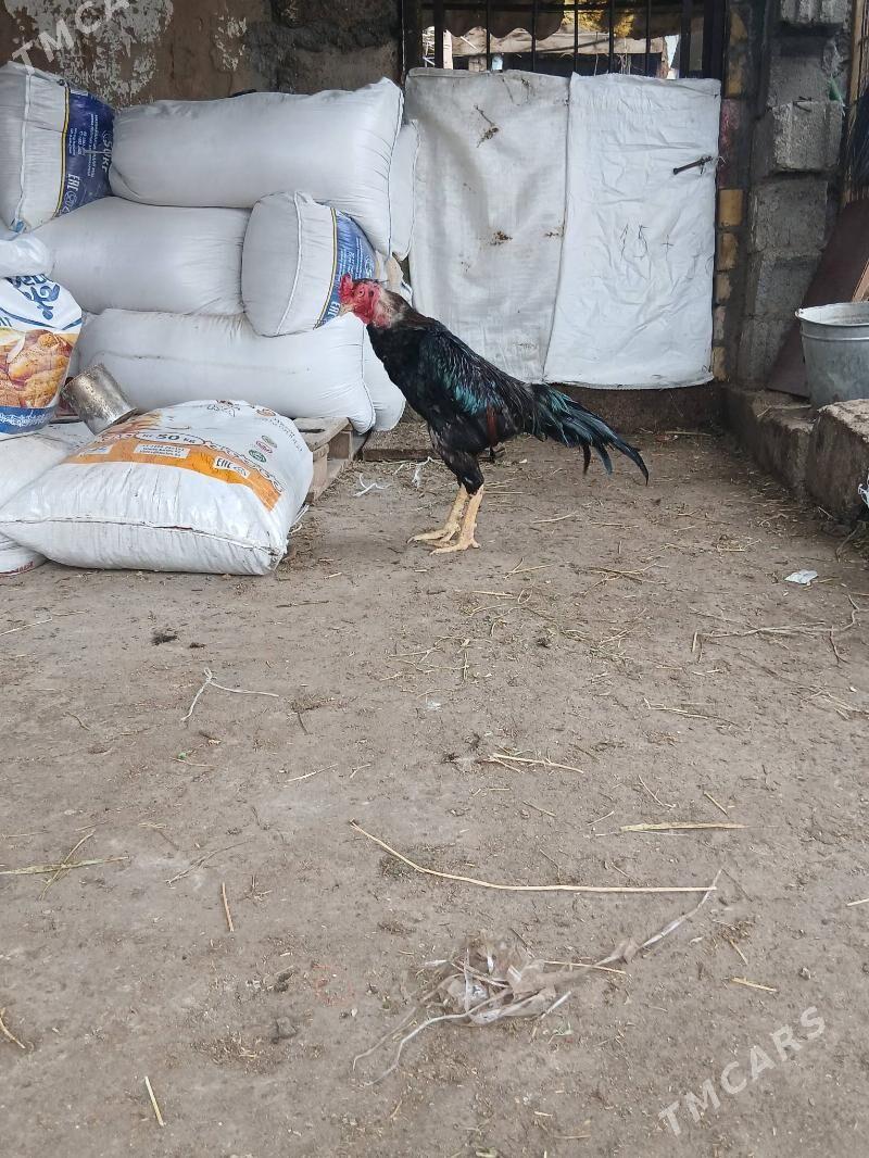 Taskent horaz - Garadamak - img 1