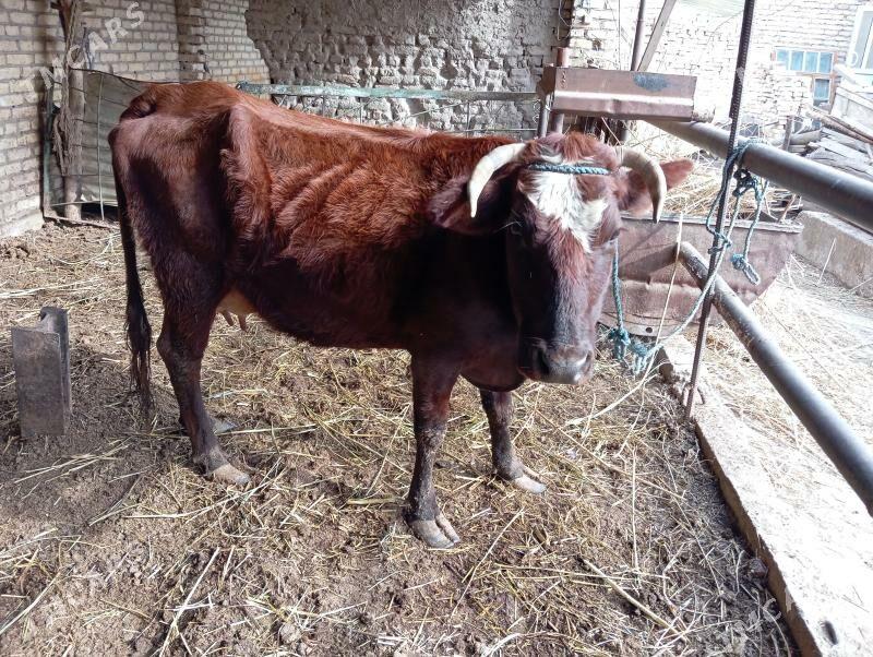 saglyk sygyr - Çärjew - img 1