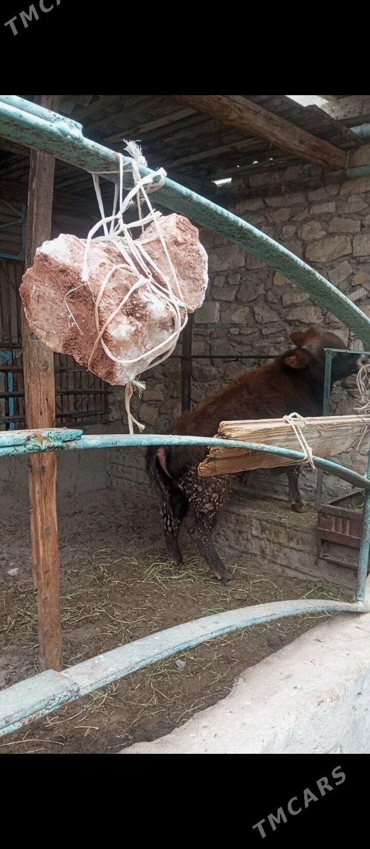 okuz - Балканабат - img 1