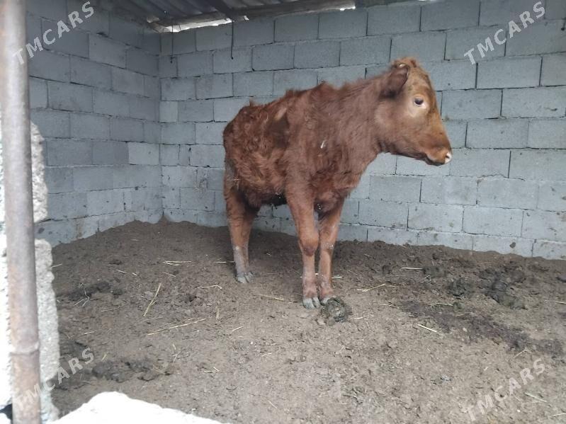 tuwe - Aşgabat - img 1