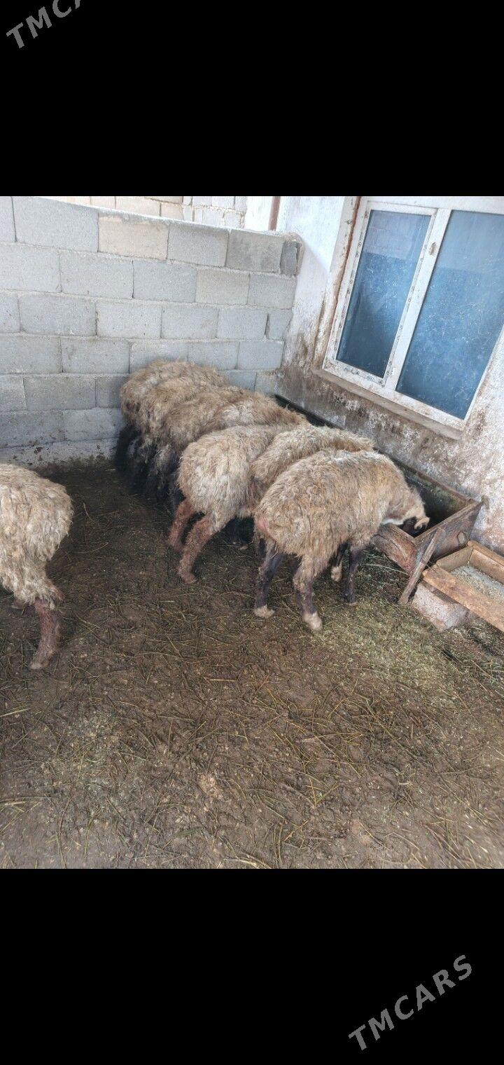 Goyun geci - Гарадамак - img 1