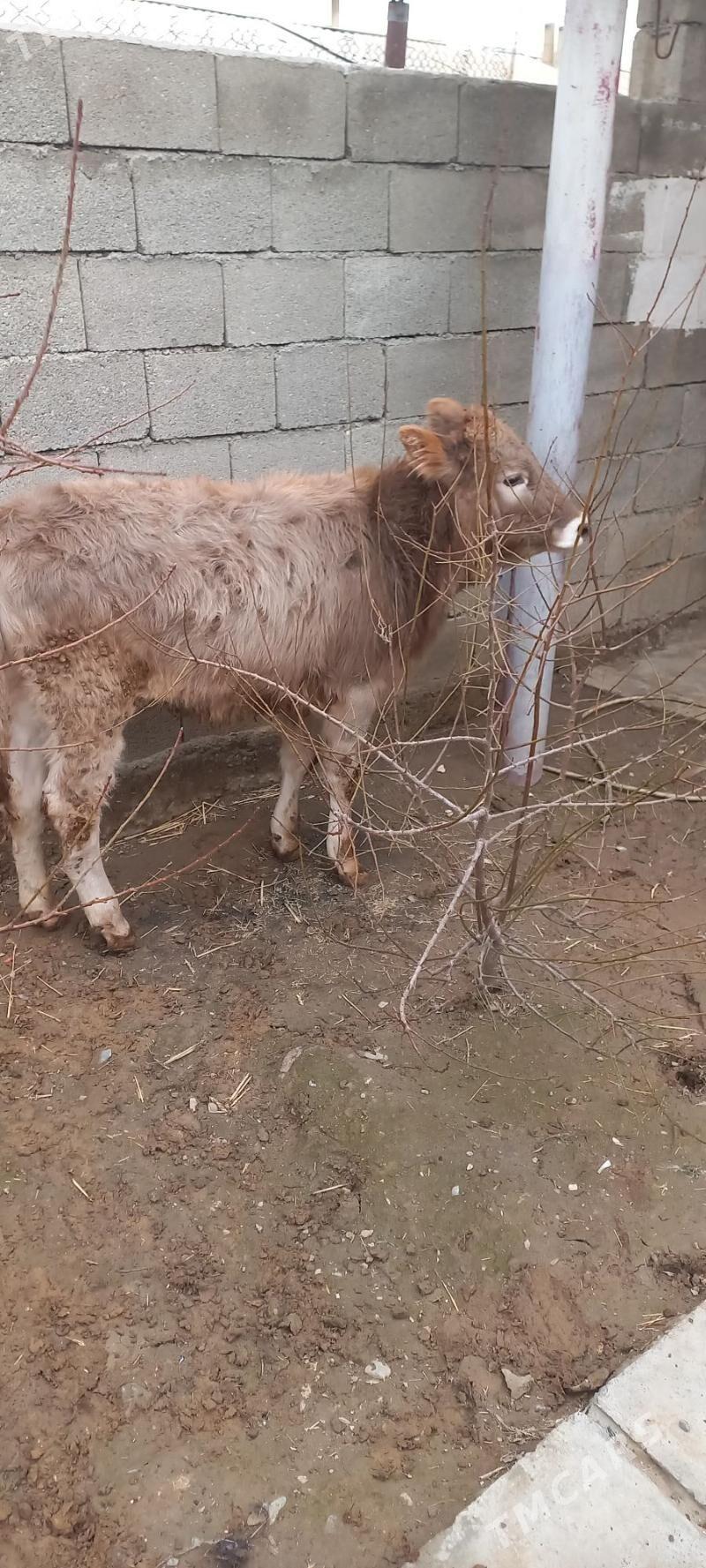 tuwe - Gyzylarbat - img 1