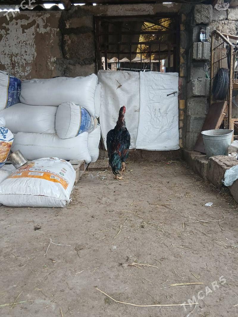 Taskent horaz - Garadamak - img 1