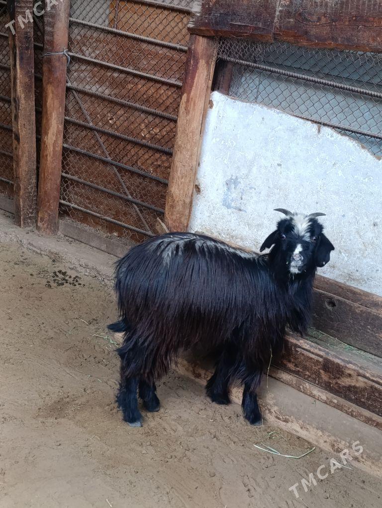 ÇEWIŞ - Хитровка - img 1