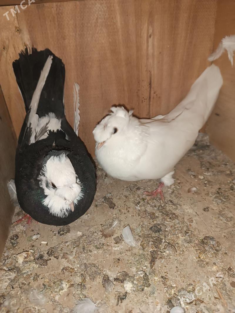 Kepderi - Мары - img 1