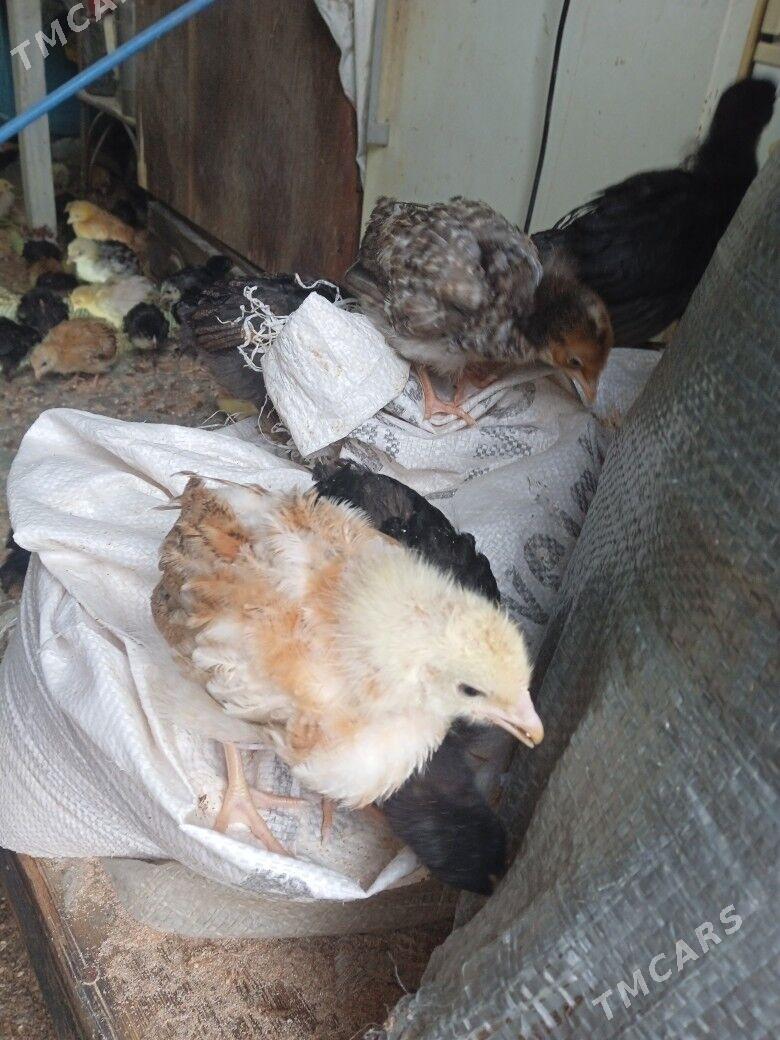 juje - Тагтабазар - img 1