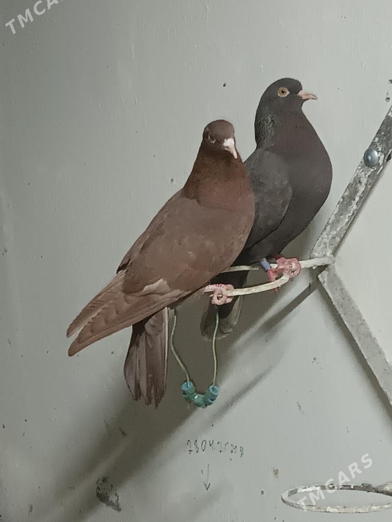 Kepderi - Мары - img 1