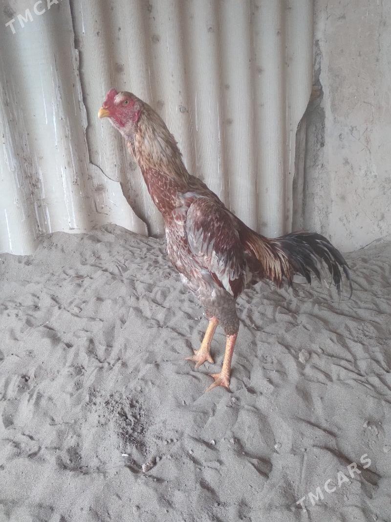 horaz - Чарджоу - img 1