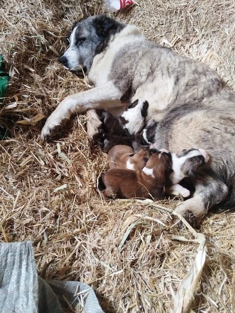 it - Халач - img 1