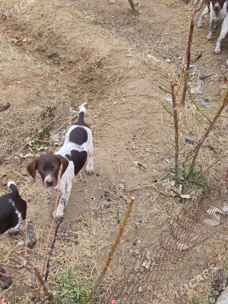 Kursshar awcy it - Ашхабад - img 1