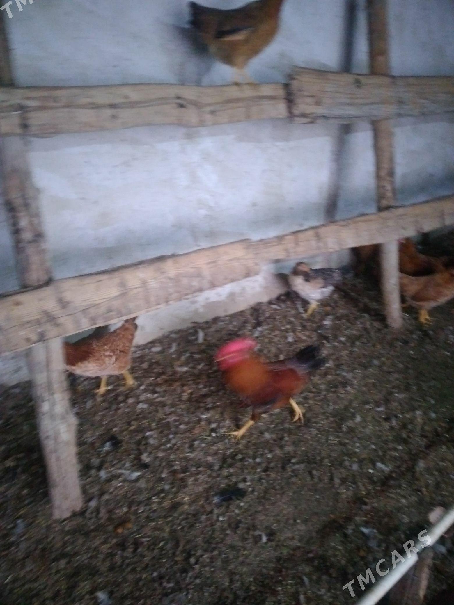 horazlar - Гёкдепе - img 1